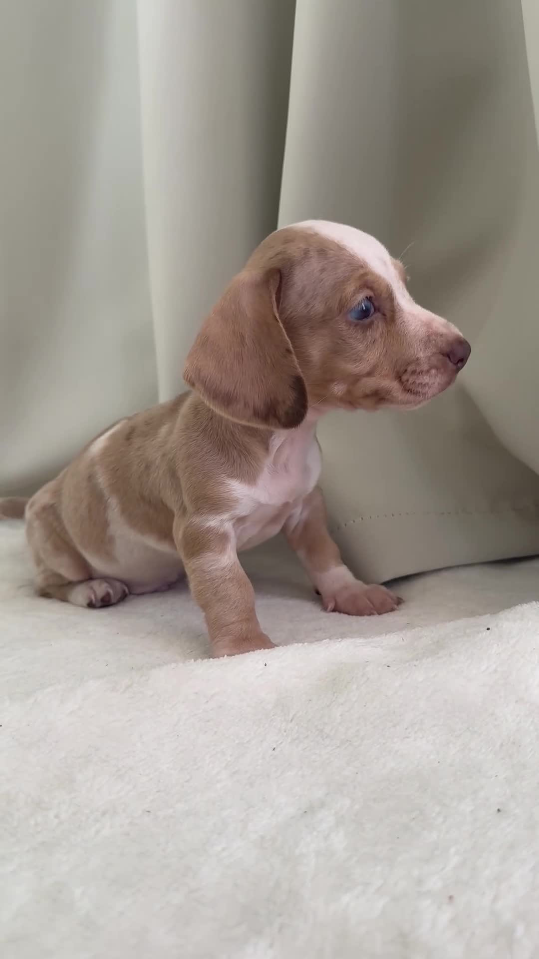 Miniature Dachshund dogs for sale: Beautiful unique miniature Dachunds  in Selby - Video 3