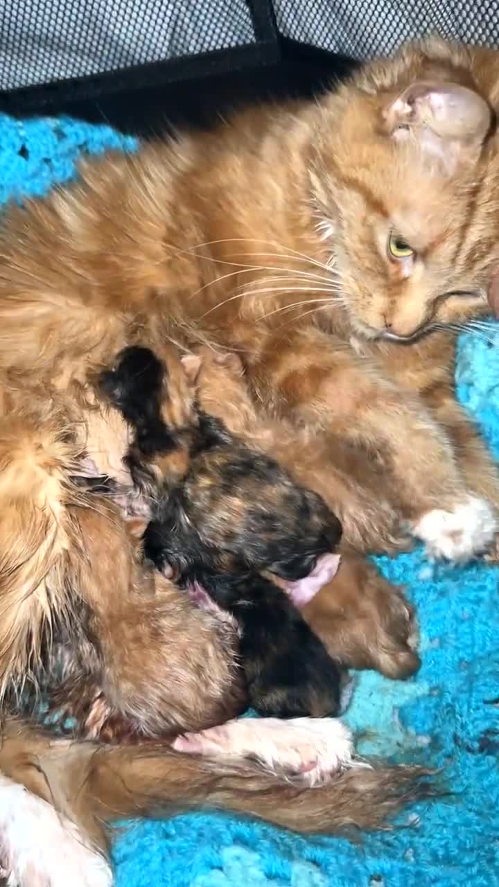 Mixed Breed cats for sale: Ginger kittens 4 left - Video 4