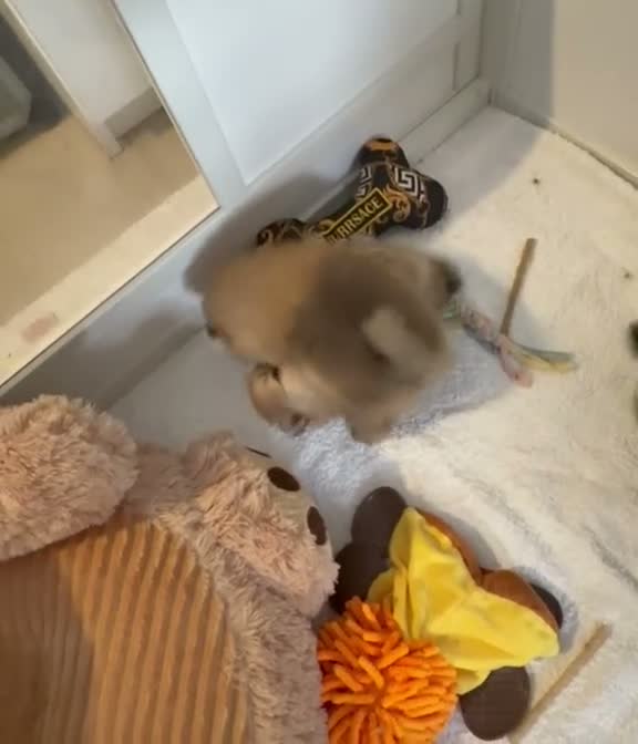 Pomeranian dogs for sale: RARE SUPER TINY BOY 650G at 12 weeks 💙 🏆 lines🫶 in Burgess Hill - Video 1