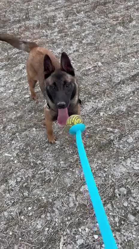 Belgian Shepherd Dog dogs for sale: Belgium Malinois - Video 2