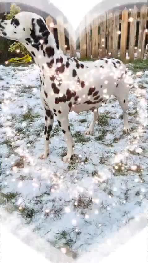 Dalmatian dogs for sale: 8 KC Dalmatian puppies  - Video 3