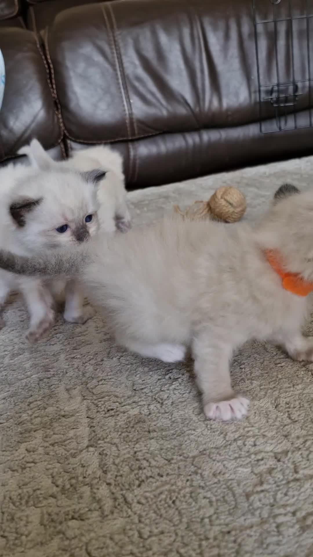 Ragdoll cats for sale: Ragdoll Kittens Available  - Video 1