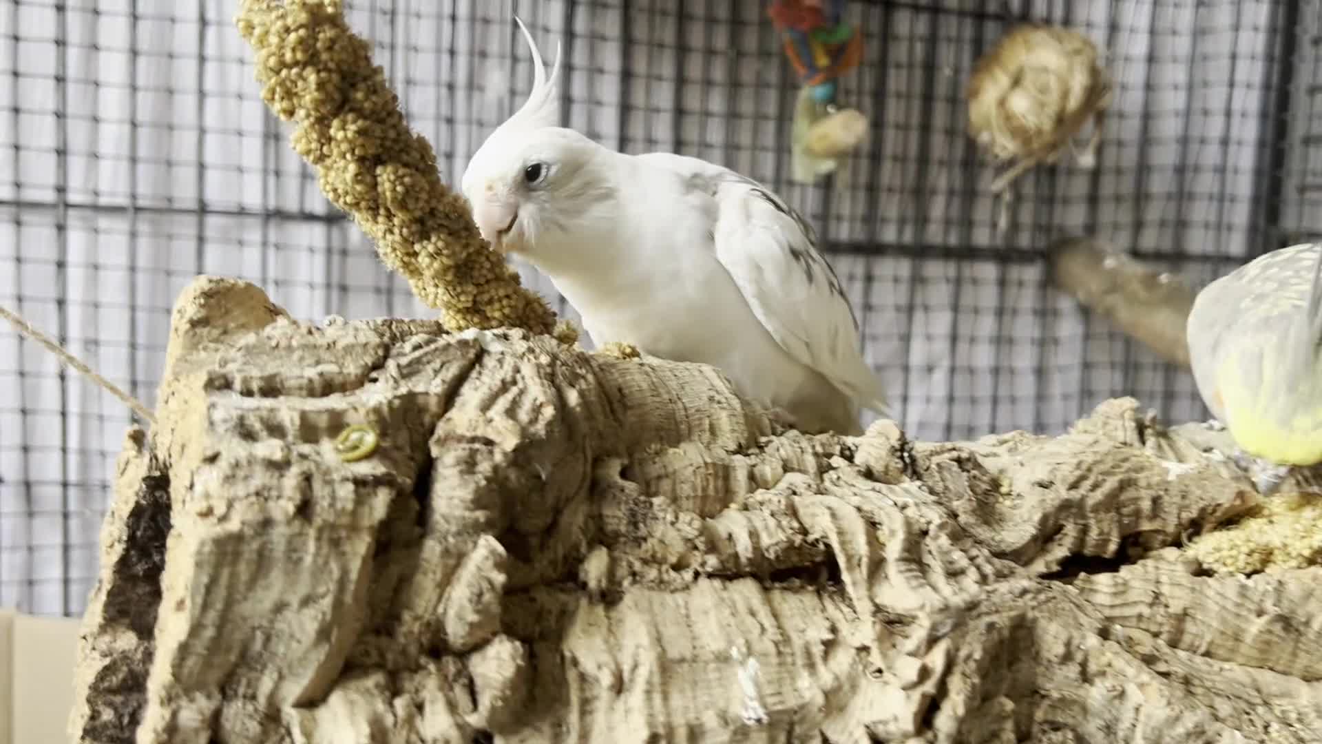 Cockatiels birds for sale: Two Loving Female Cockatiels for Rehoming - Video 1