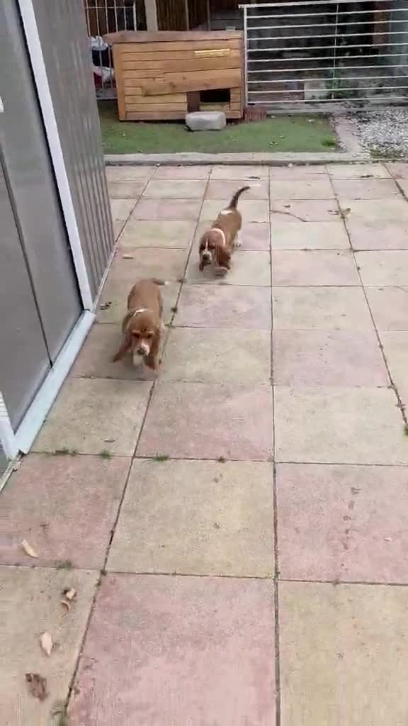 Basset Hound dogs for sale: Basset hound pups kc reg.European lines - Video 1
