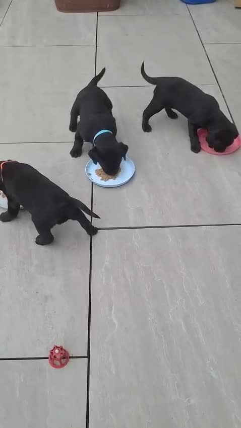 Labrador Retriever dogs for sale: Black labs for sale  - Video 1