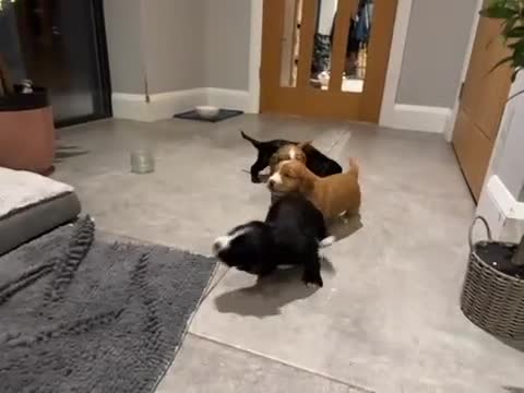 Cocker Spaniel dogs for sale: Beautiful cocker spaniels (working) - Video 1