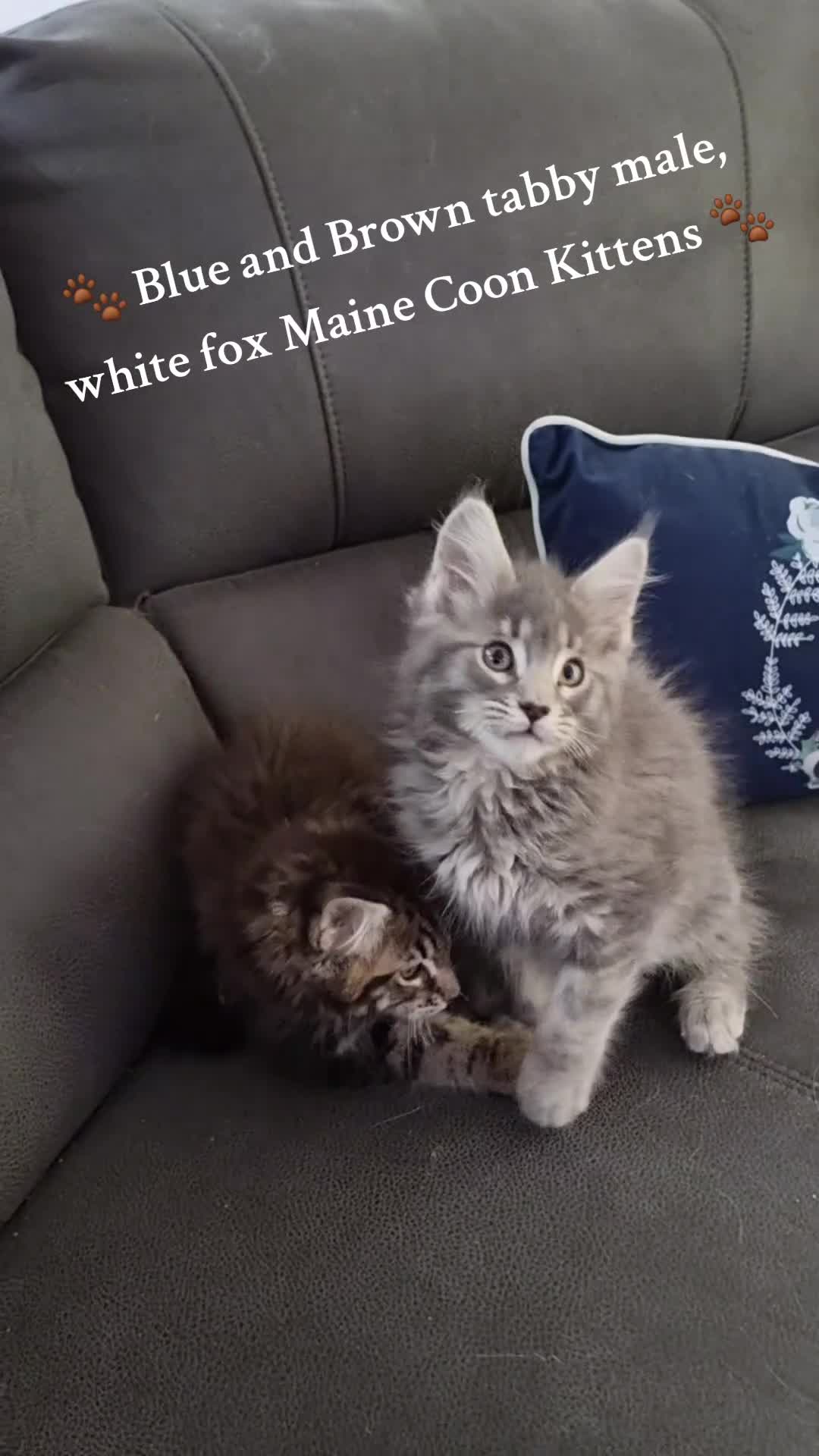Maine Coon cats for sale: Pedigree GCCF Maine Coon Kitten available  - Video 1