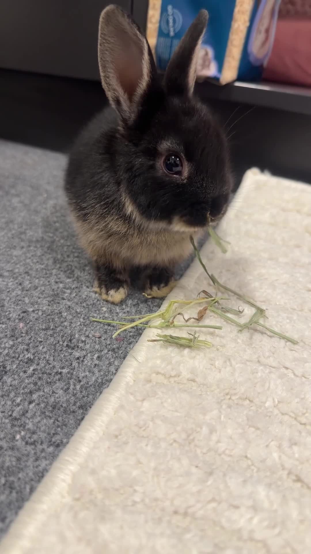 Netherland Dwarf rabbits for sale: Netherland Dwarf for sale in Guildford - Video 1