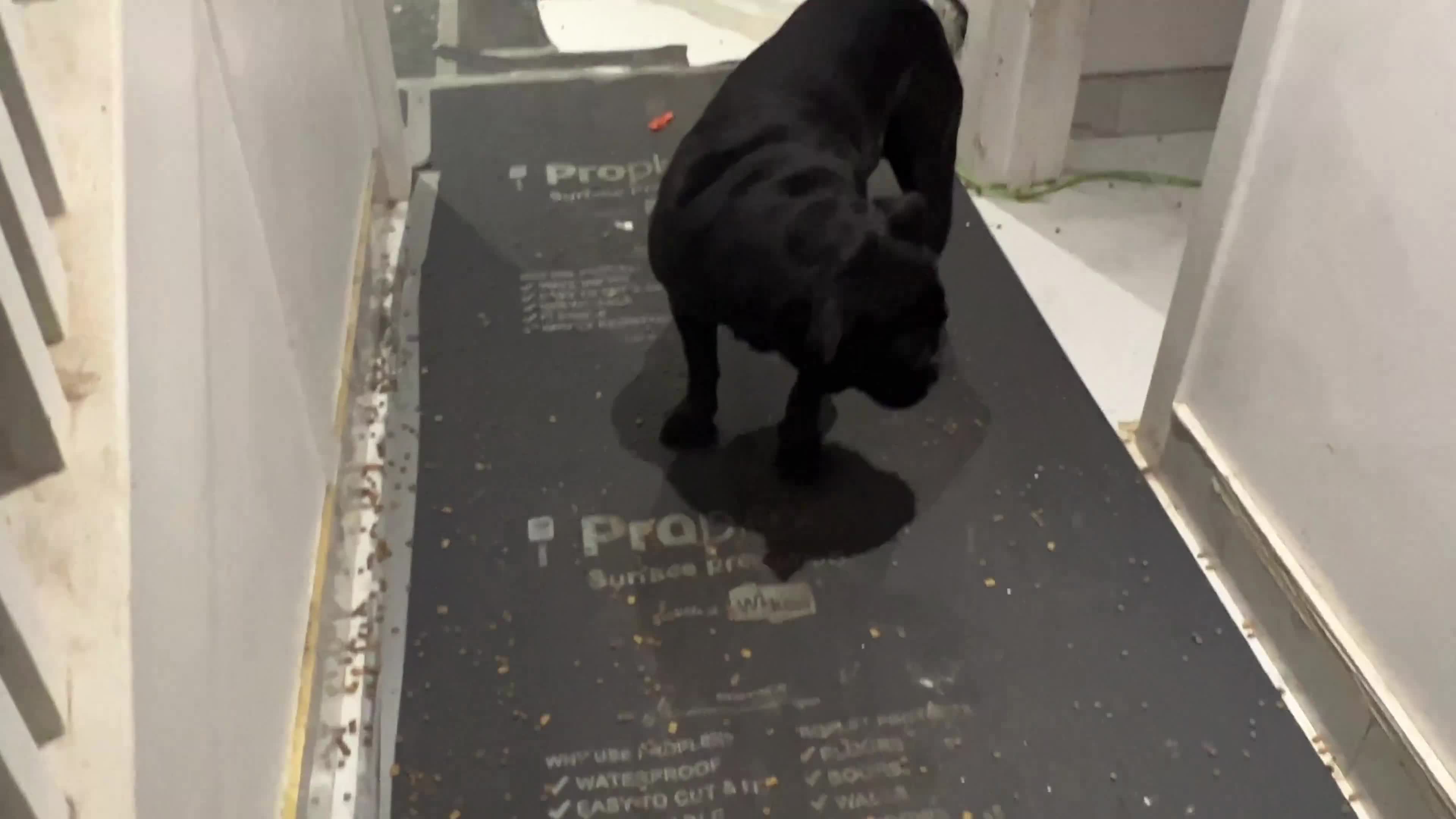 Mixed Breed dogs for sale: Rottweiler x Old Tyme Bulldog Puppies 6 months old - Video 1