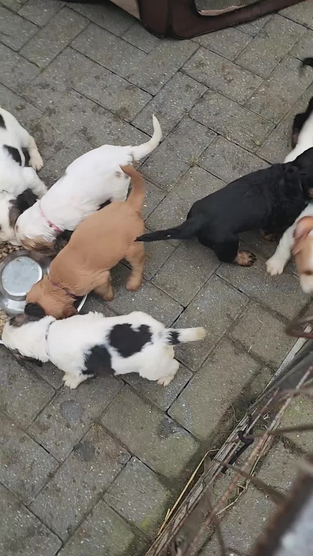 Sprocker dogs for sale: Sprocker Spaniels from Registered Breeder  - Video 2