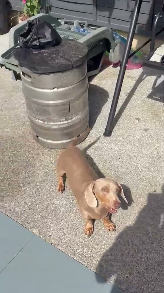 Dachshund dogs for sale: Pip sevier in Havant - Video 1