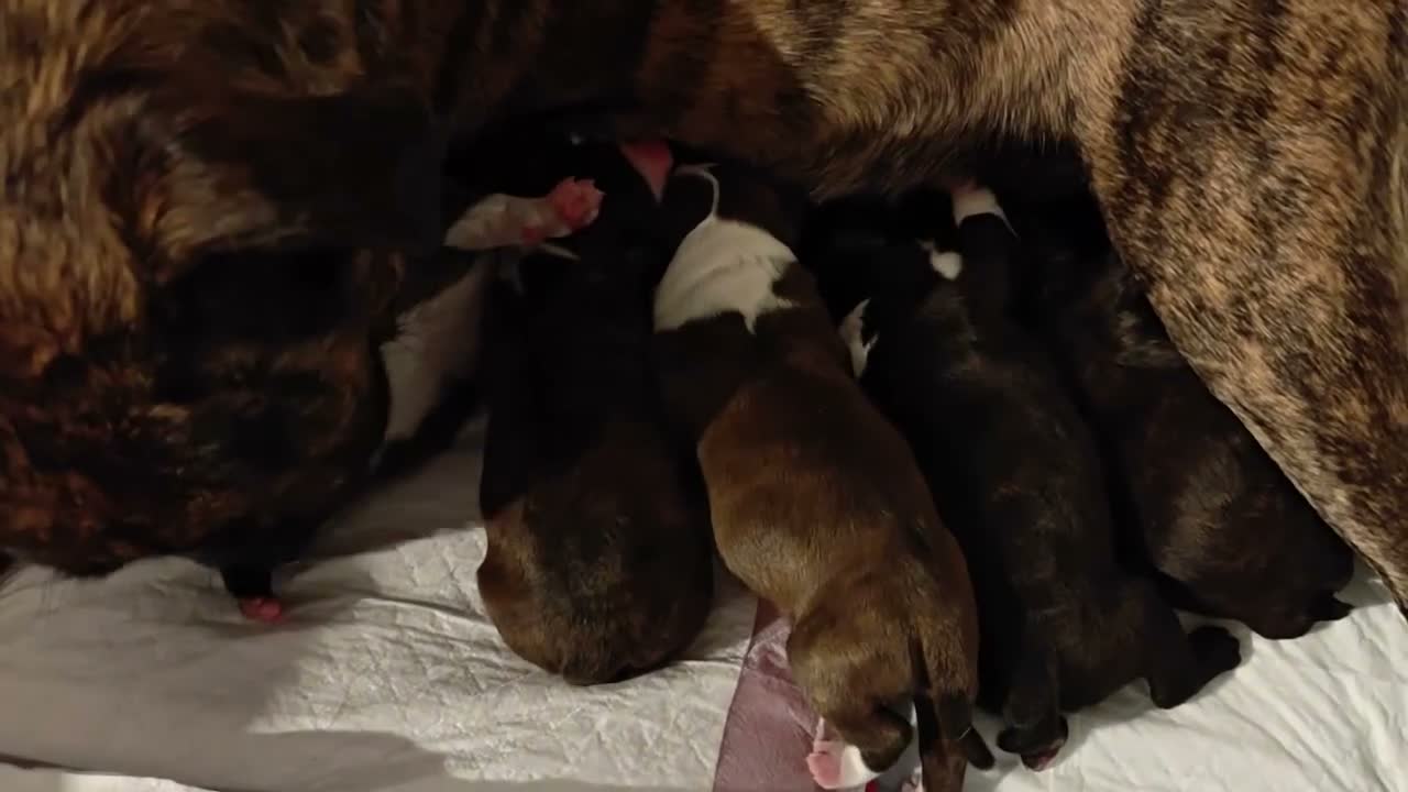 Mixed Breed dogs for sale: Boston Cross Pups Looking for Their Forever Home - Video 2