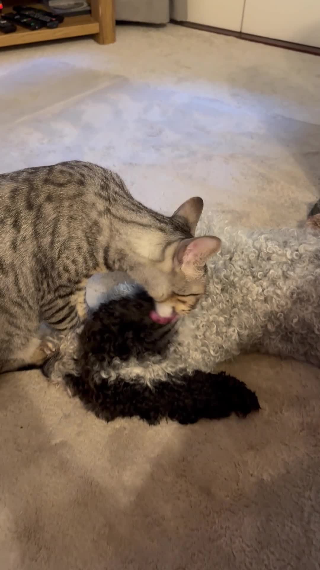 Mixed Breed cats for sale: Bengal & Tonkinese mix sadly rehome - Video 1