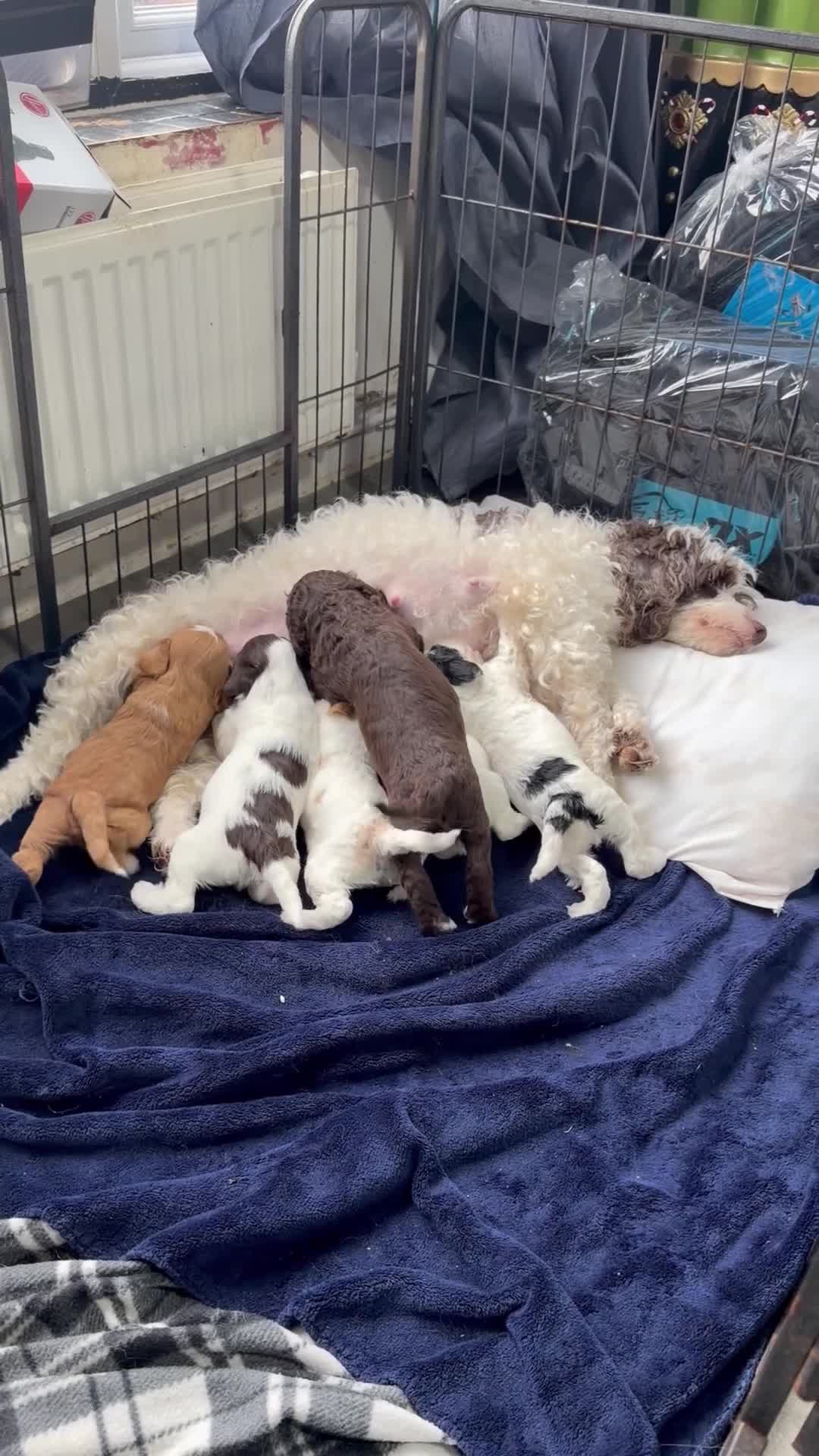 Cockapoo dogs for sale: Cokerpoos family bred beautiful coulors  - Video 2