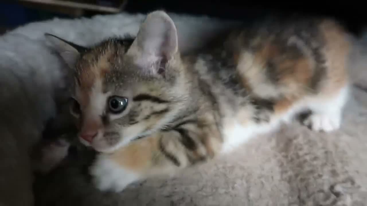 Mixed Breed cats for sale: 6 Adorable Kittens Looking for Their Forever Homes - Video 2