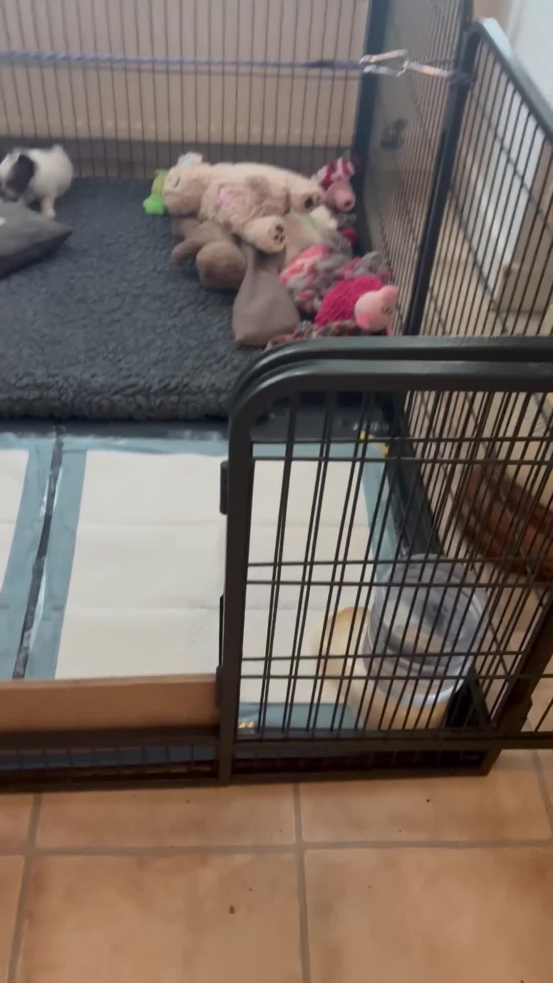 Chorkie dogs for sale: Miniature chorkies  - Video 3