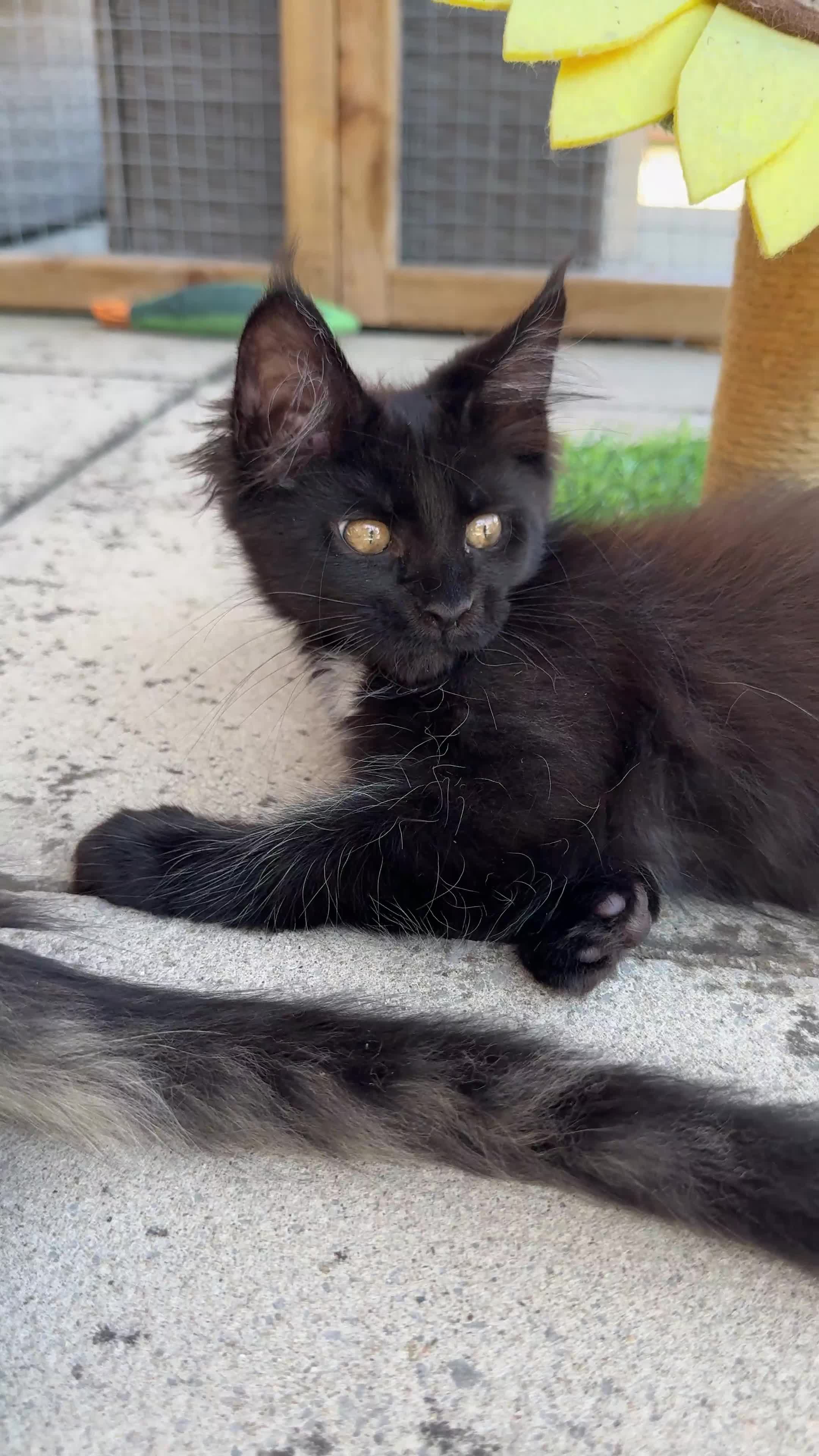Maine Coon cats for sale: Ready Now! Conancoon GCCF Registered Maine Coon - Video 1