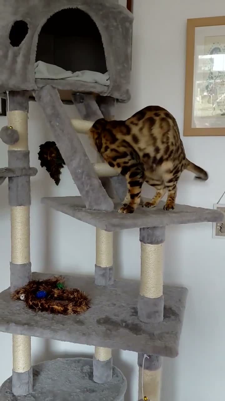 Bengal cats for sale: Female glitter Bengal for sale - Video 3