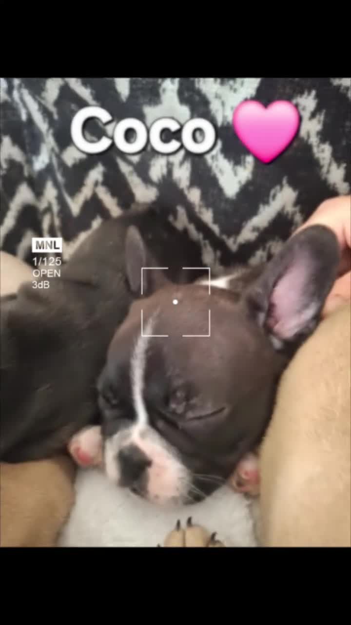 French Bulldog dogs for sale: STUNNING FRENCH BULL DOG PUPS READY NOW - Video 2