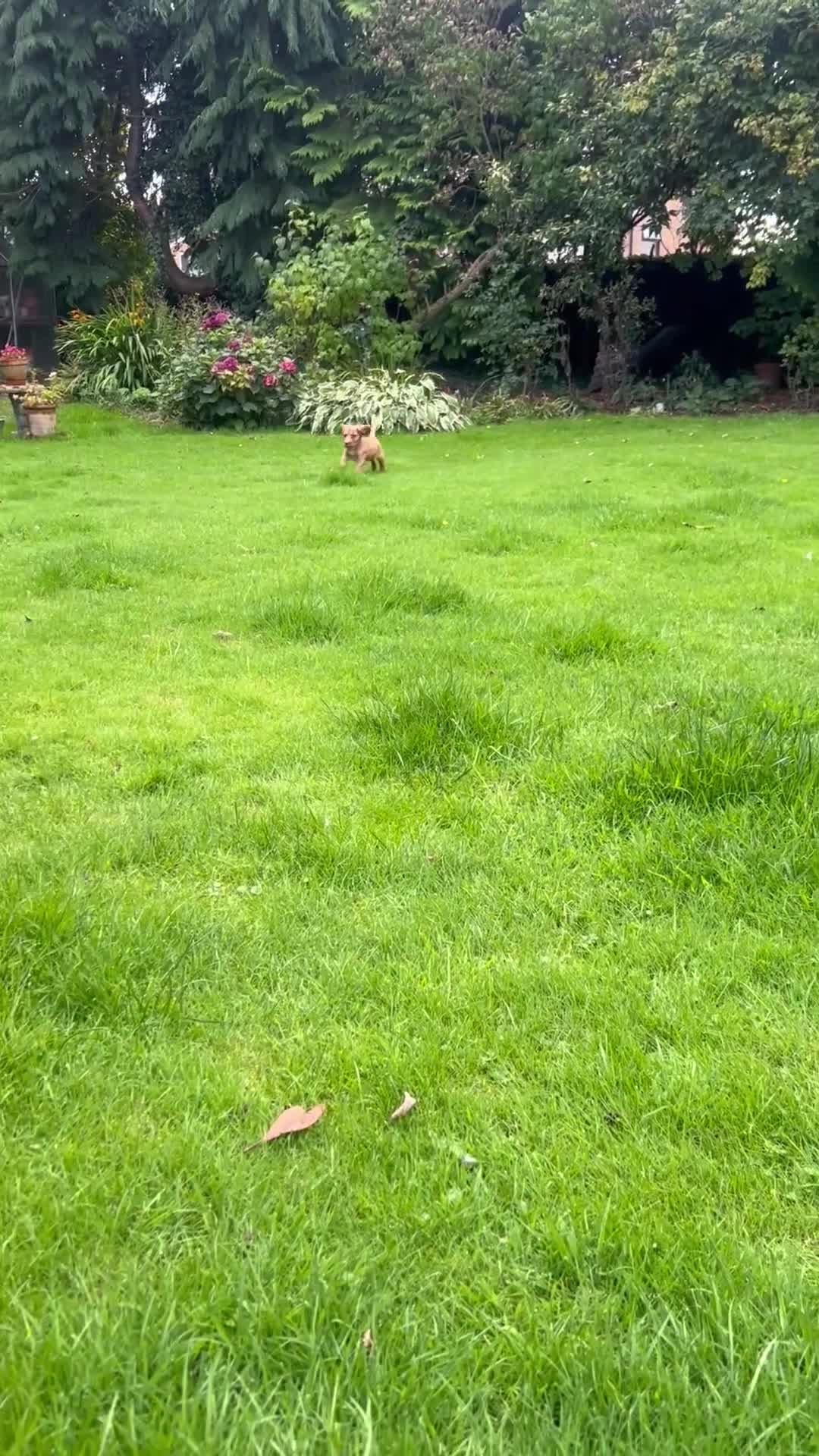 Cocker Spaniel dogs for sale: registered cocker spaniel pup for sale - Video 1