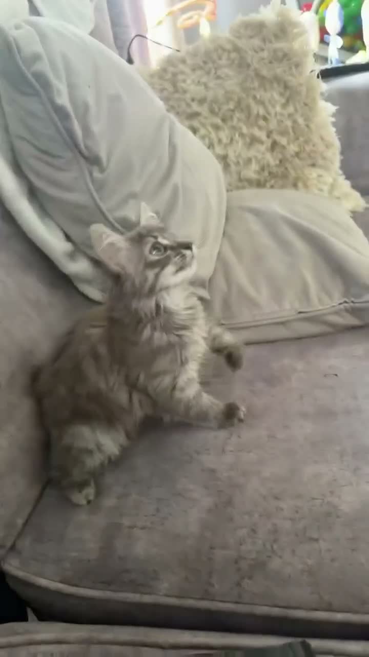Mixed Breed cats for sale: female grey and ginger kitten - Video 1