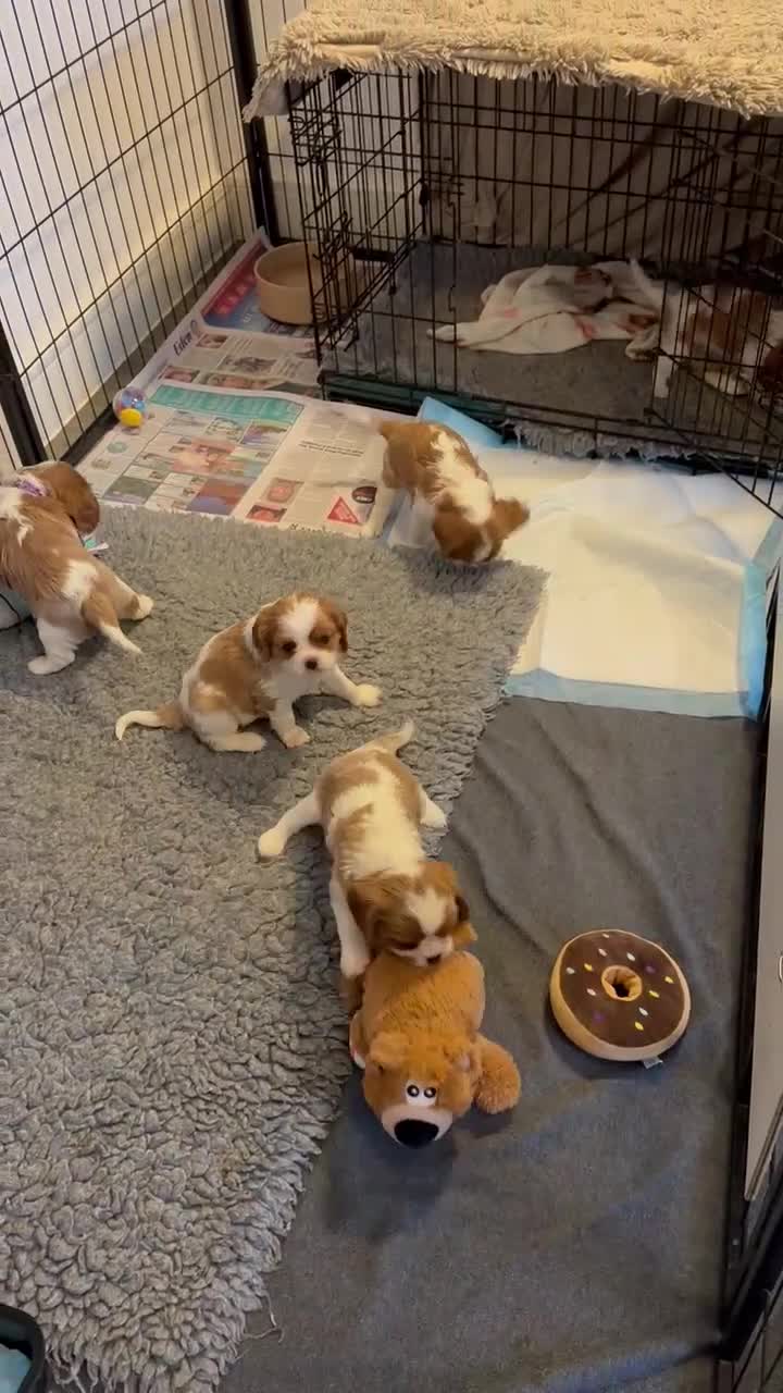 Cavalier King Charles Spaniel dogs for sale: Fully Health Tested Cavalier King Charles Spaniels in Rugby - Video 4