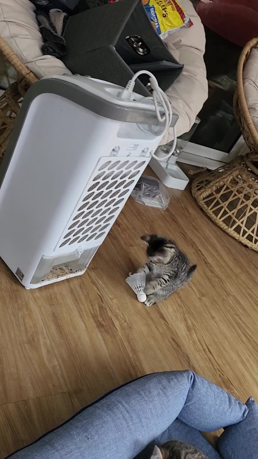 British Shorthair cats for sale: Silver Tabby Kittens  - Video 1
