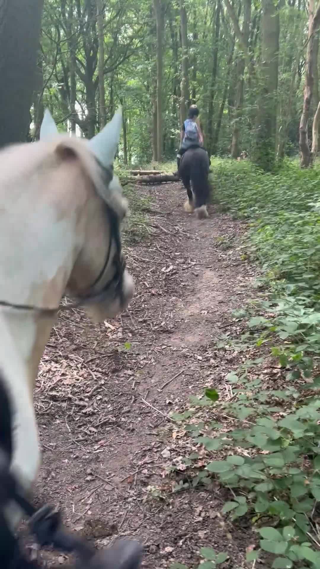 Irish Cob horses for sale: Hennessy  - Video 1