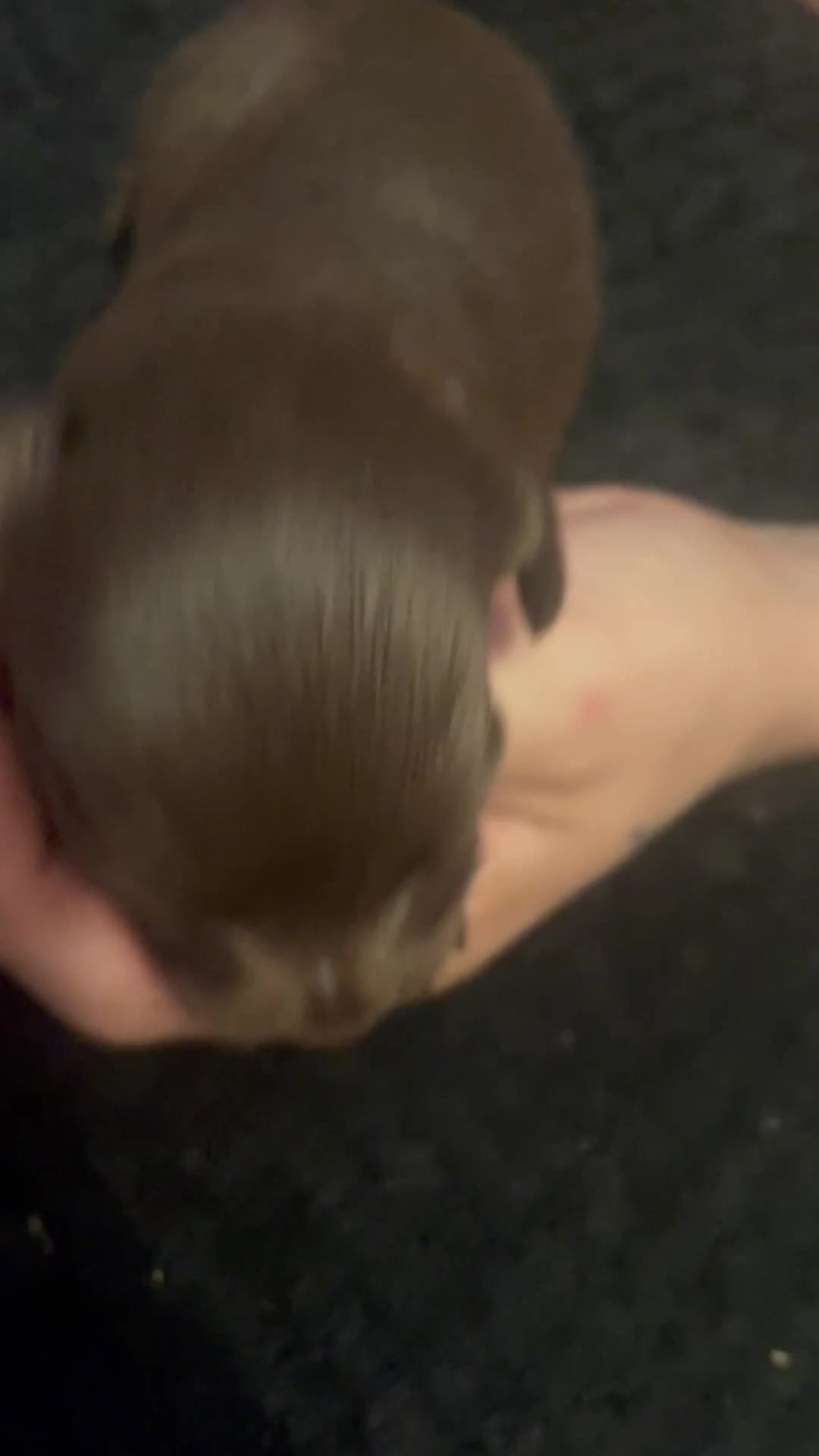 Mixed Breed dogs for sale: Cockapoo cross pups - Video 3