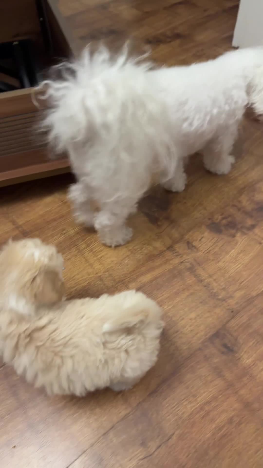 Maltipoo dogs for sale: Beautiful maltipoo in London - Video 1