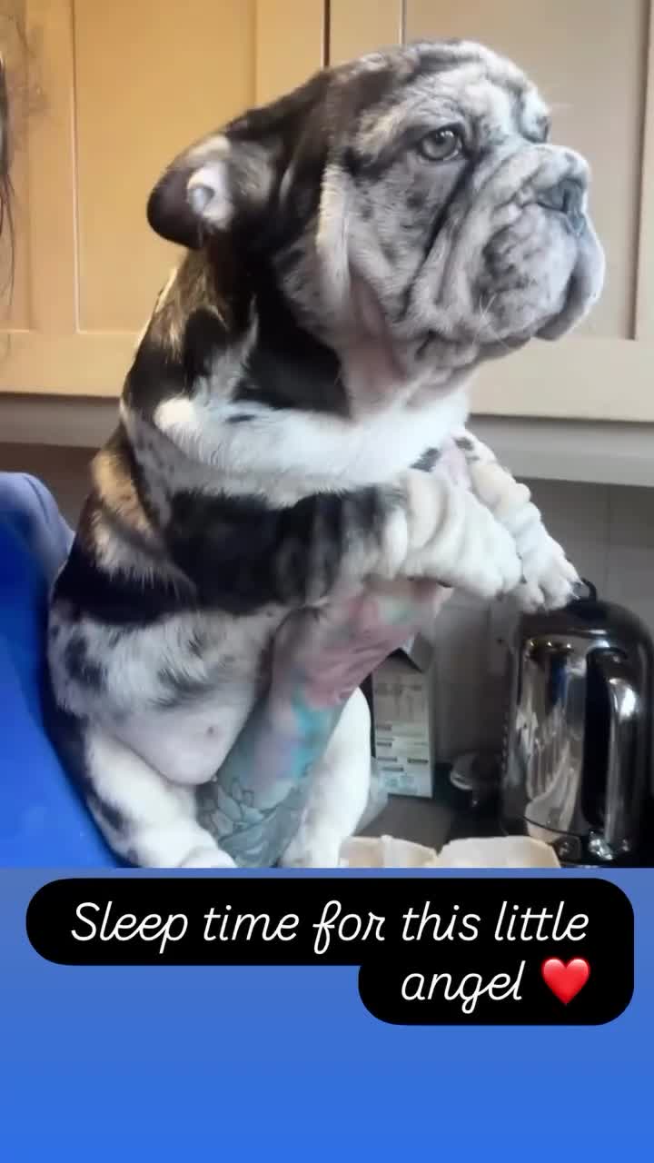 French Bulldog dogs for sale: Ready now-  Well bred, beautiful temperament pups - Video 4