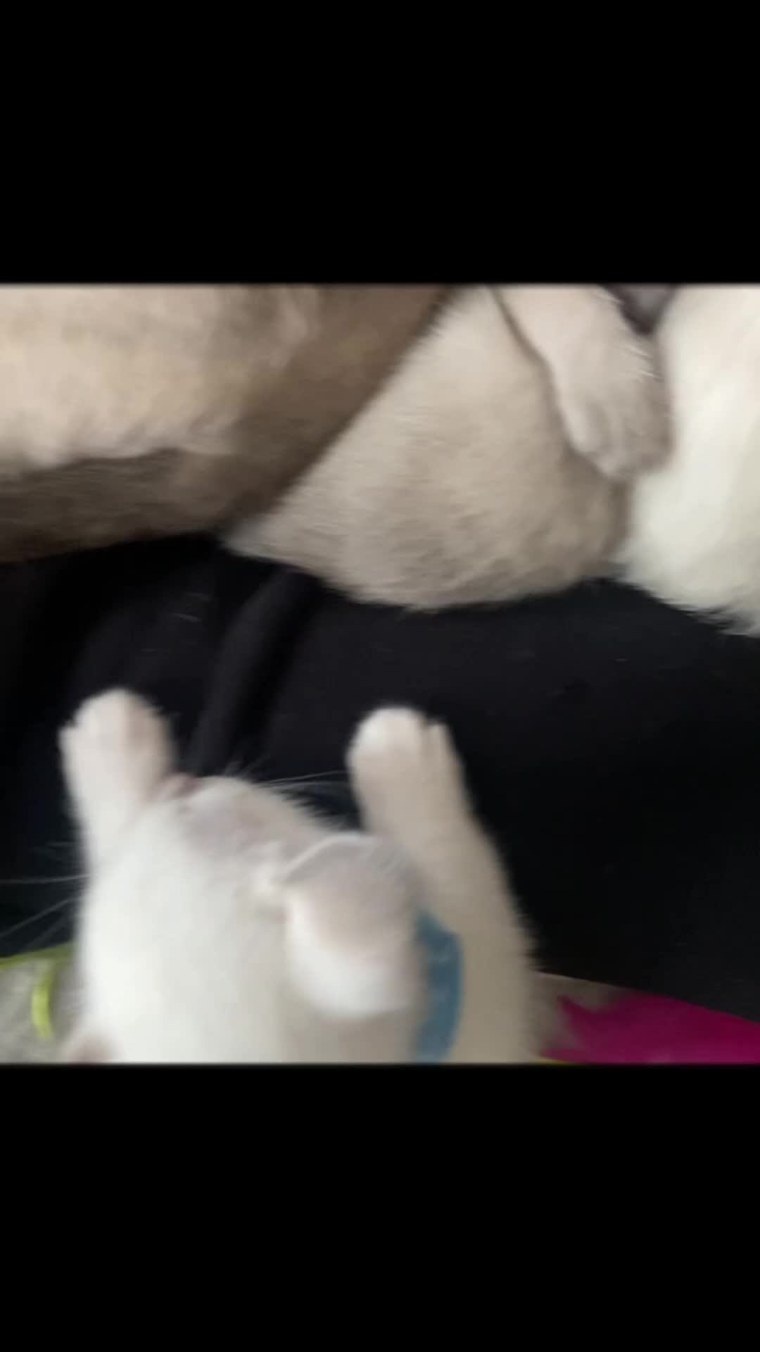 Siamese cats for sale: Full Siamese lilac/blue points kittens  - Video 1