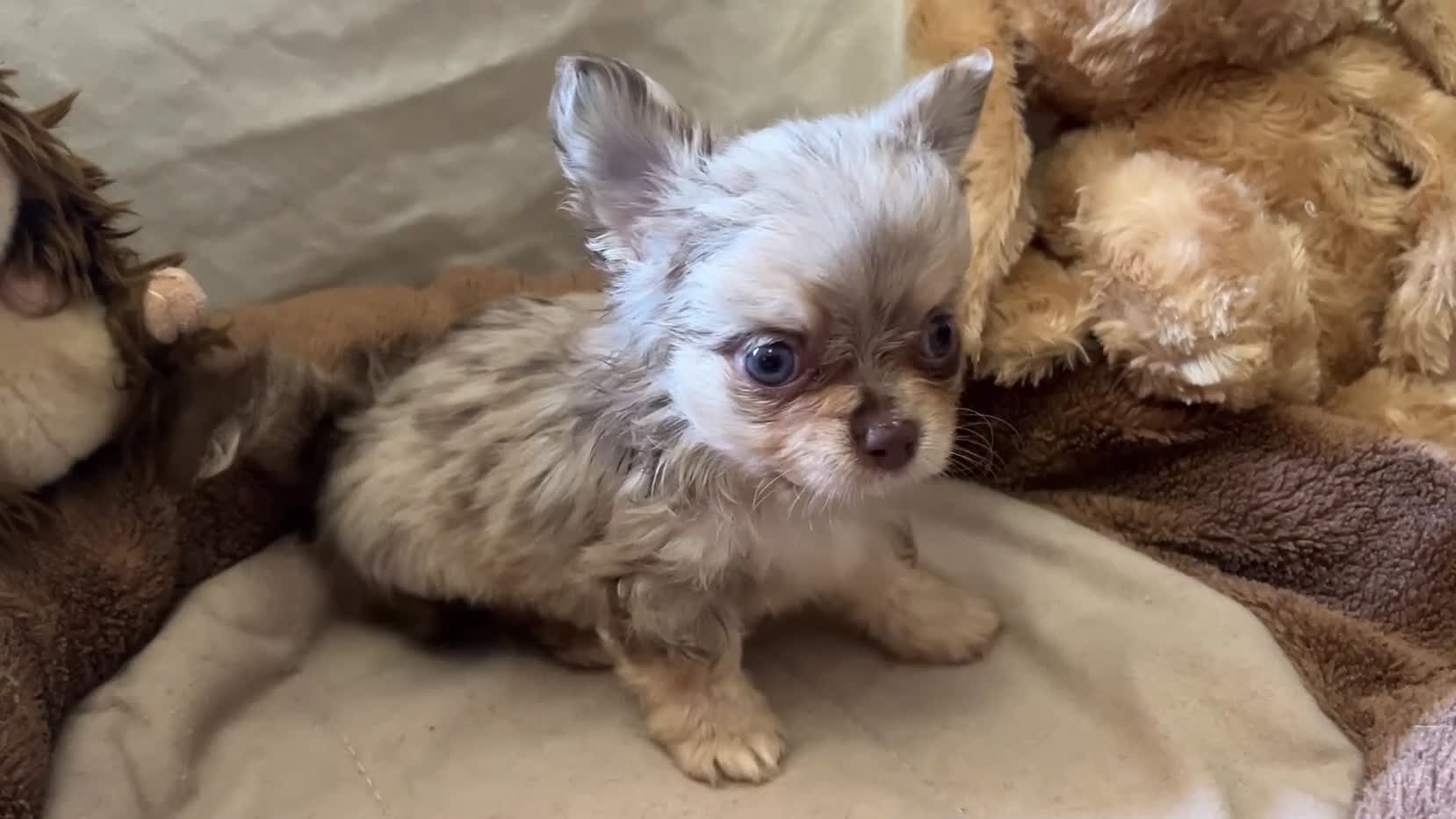 Chihuahua dogs for sale: Chihuahua puppies with blue and green eyes 2 m & 2 - Video 4