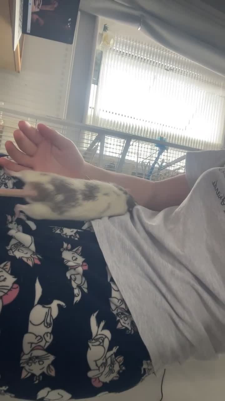 Rat rodents for sale: Four lovely rats looking for a forever home  - Video 2