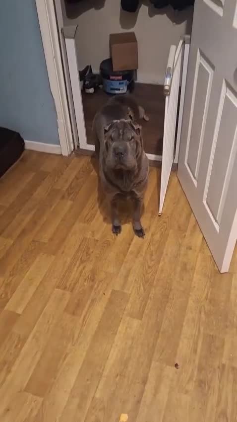 Shar Pei dogs for sale: 5 year old female shar pei - Video 1