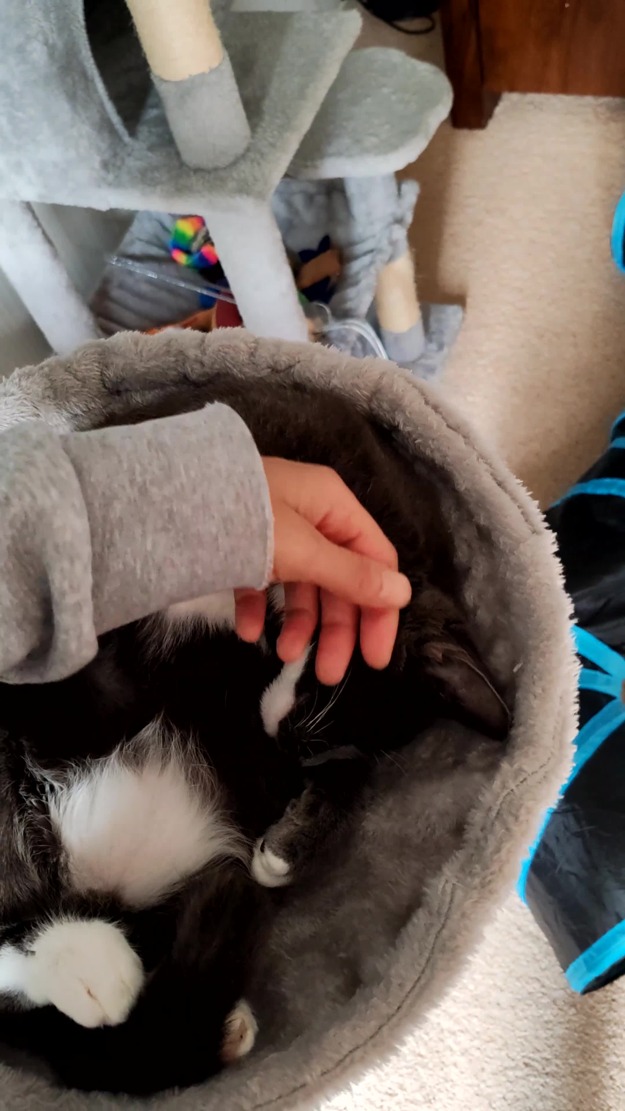 Mixed Breed cats for sale: Grey tuxedo 1 year old female kitten for sale - Video 1