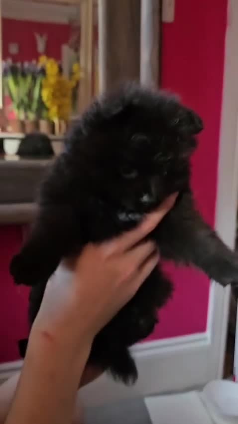 Pomeranian dogs for sale: Beautiful black pomeranian puppies - Video 1