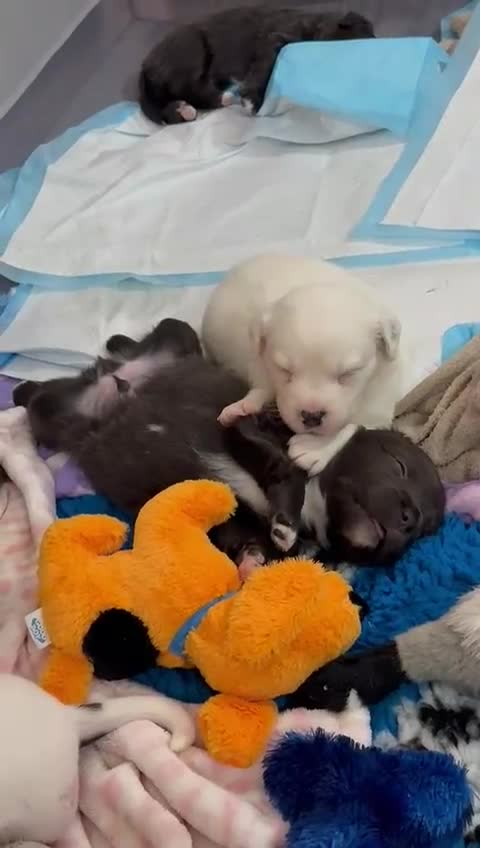 Staffordshire Bull Terrier dogs for sale: Handsome buster  - Video 2