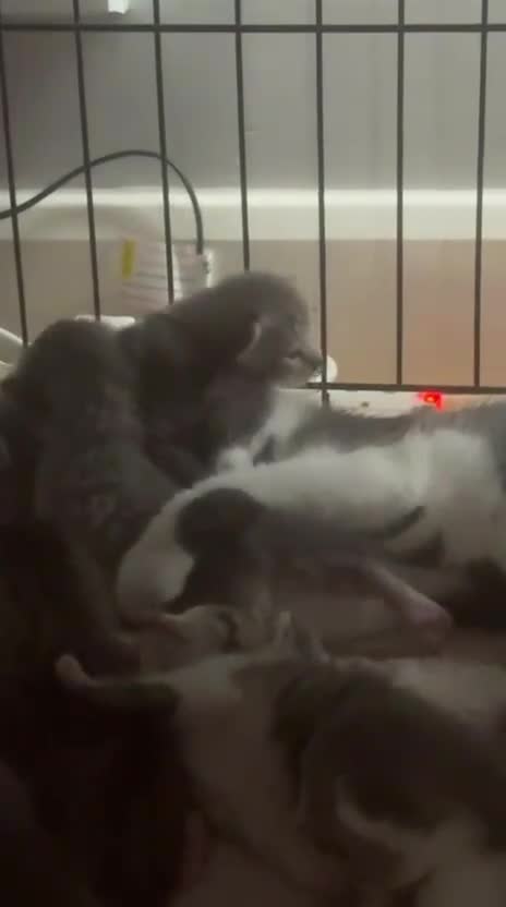 British Shorthair cats for sale: Half British shorthair kittens  - Video 1