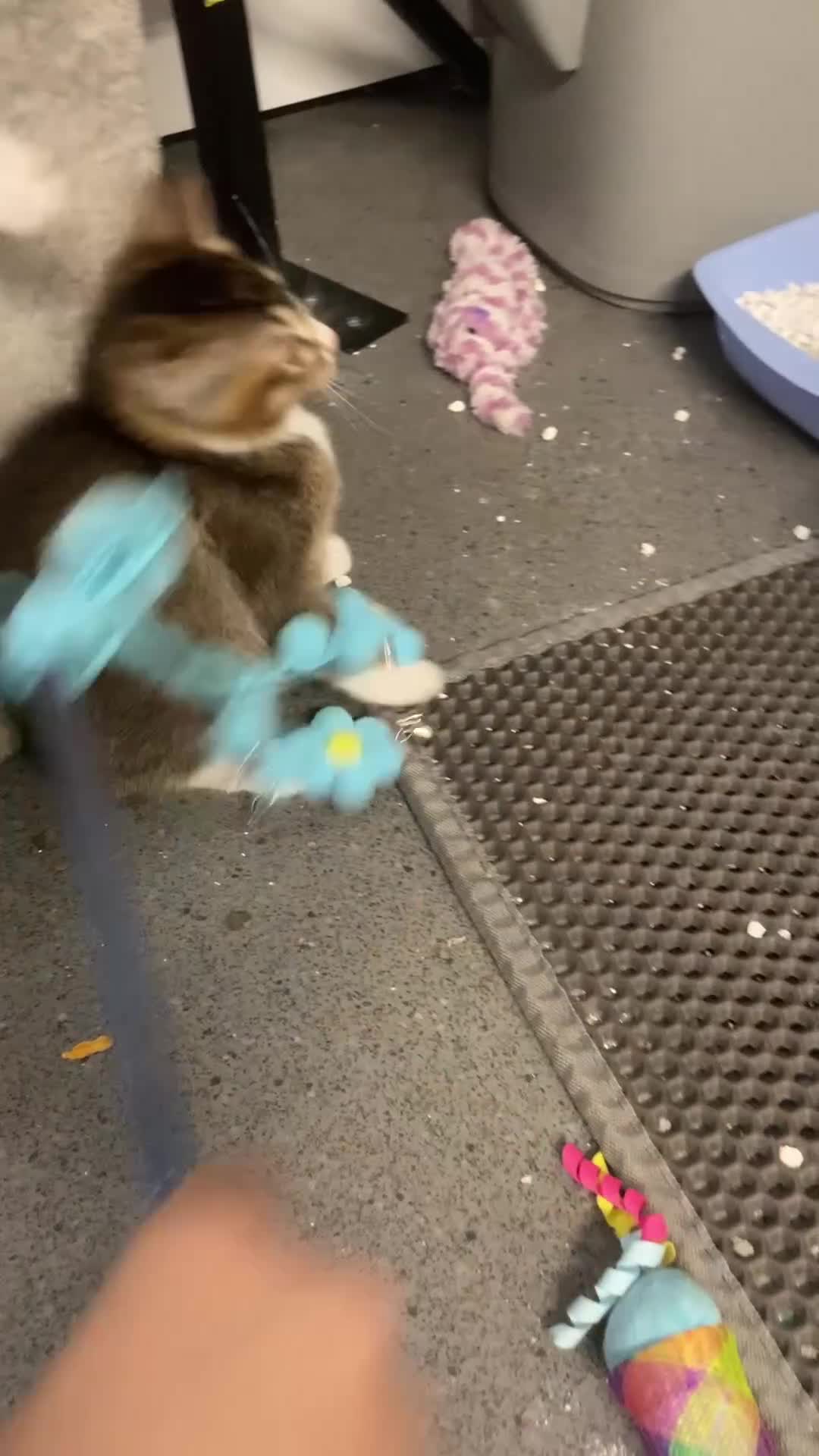 Mixed Breed cats for sale: 🐾 8 week old handsome Male Kitten - Video 1