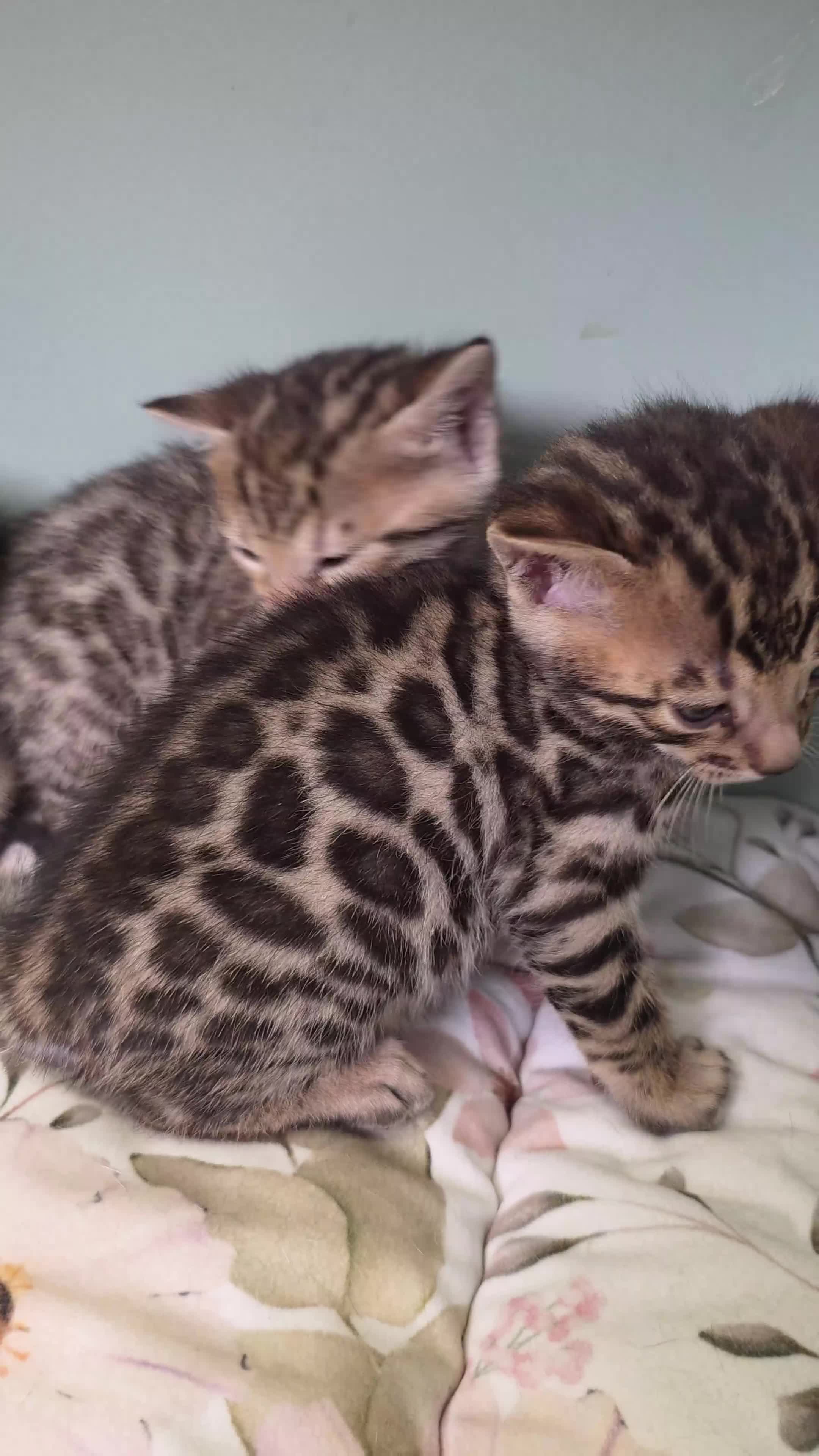 Bengal cats for sale: BABETTE-LAST available girl from the litter-TICA  - Video 2