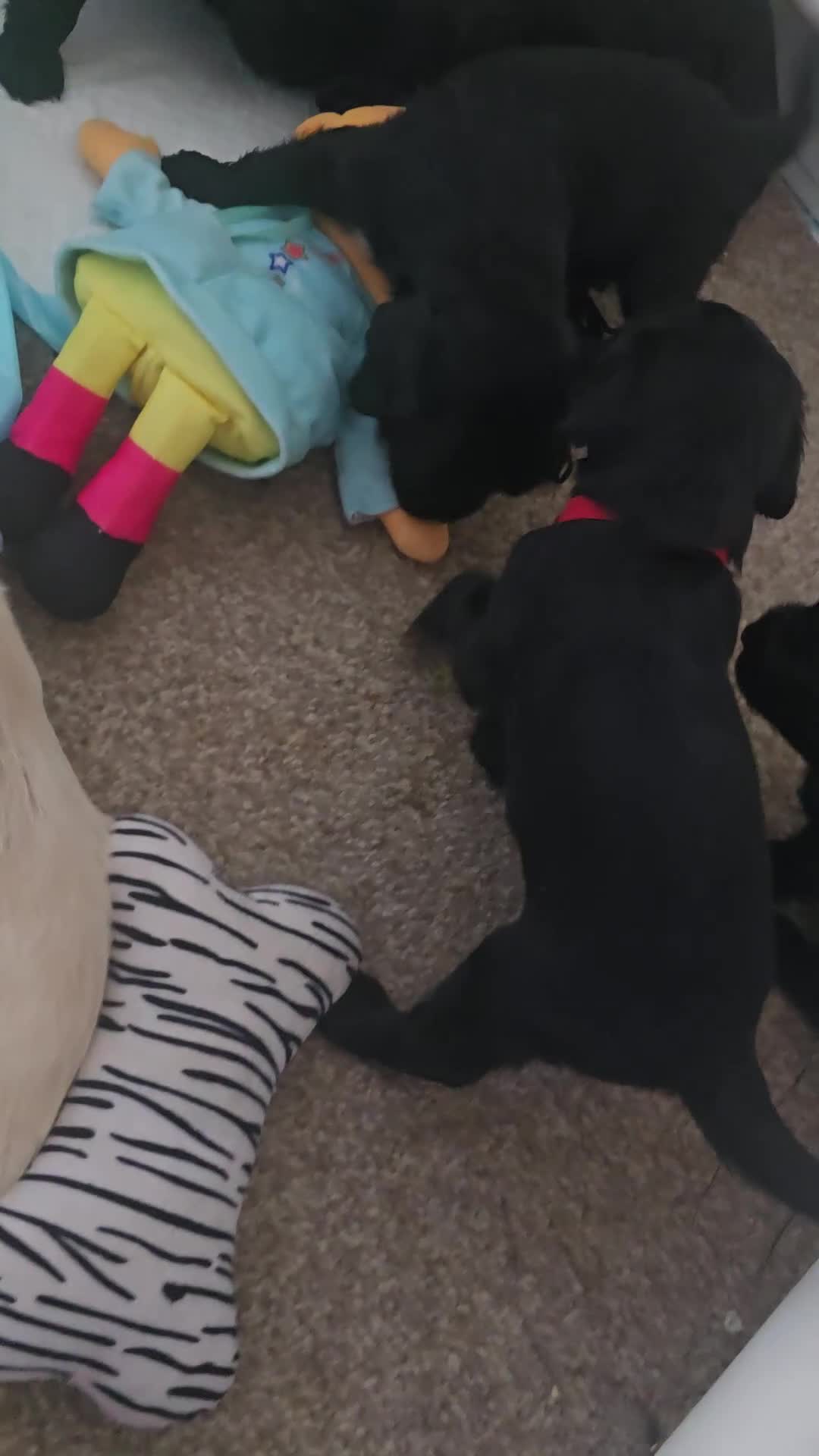 Cocker Spaniel dogs for sale: Cocker spaniel puppies 🐶  - Video 2