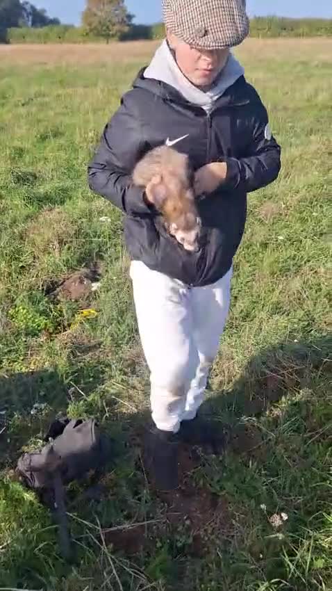 Ferret rodents for sale: Stunning ferret kits - Video 1