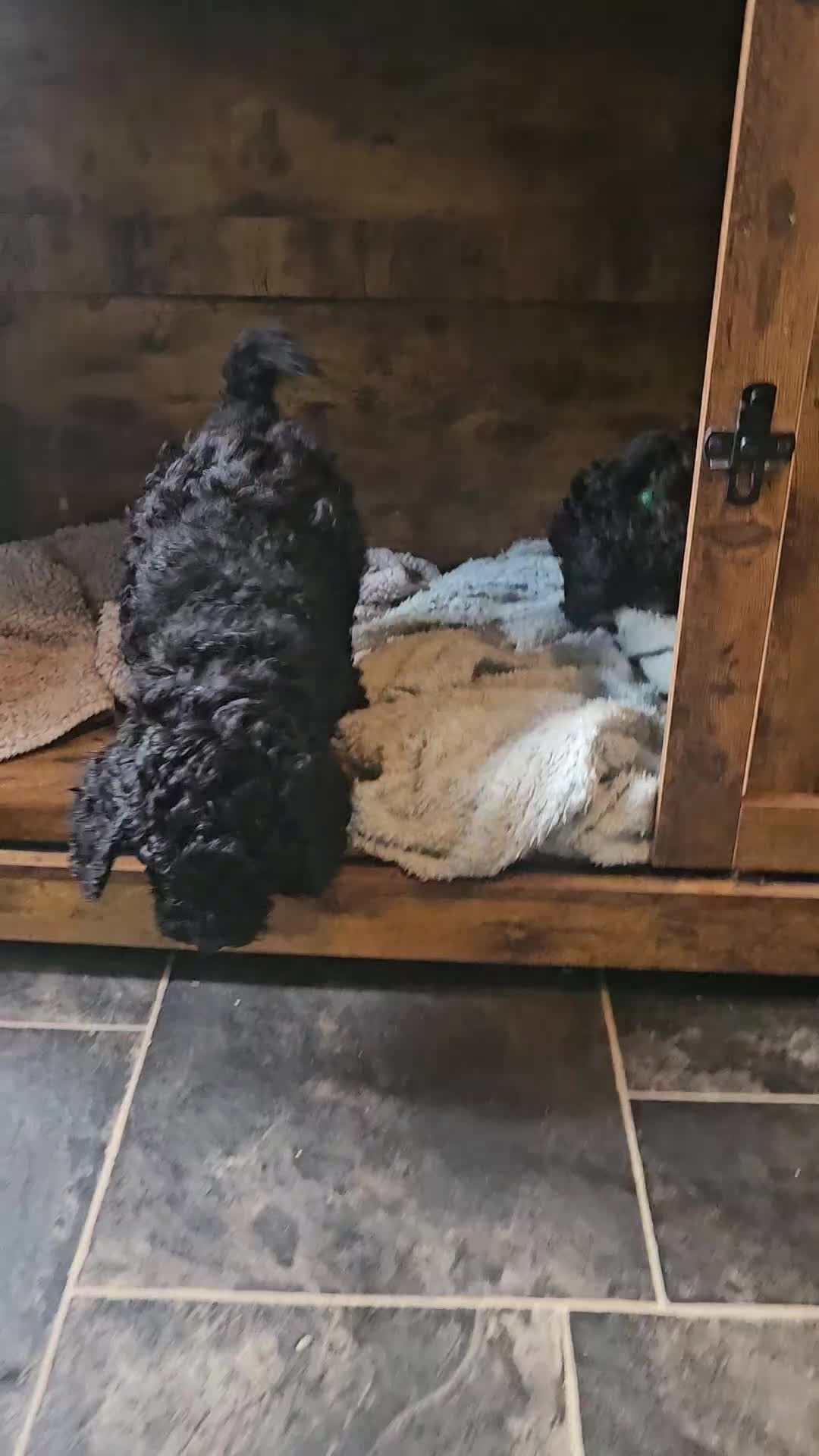 Miniature Poodle dogs for sale: Mini black poodles  - Video 1