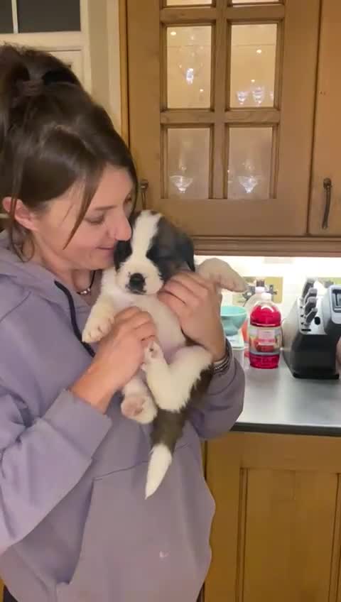 Saint Bernard dogs for sale: Saint pups from HIP & ELBOW tested parents  - Video 4