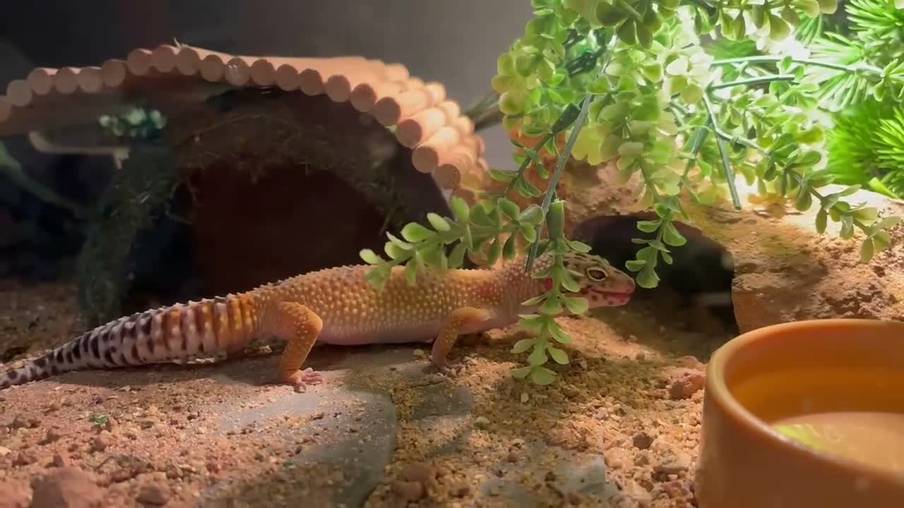 Leopard Gecko reptiles for sale: Beautiful Leopard Geko & Full set up - Video 1