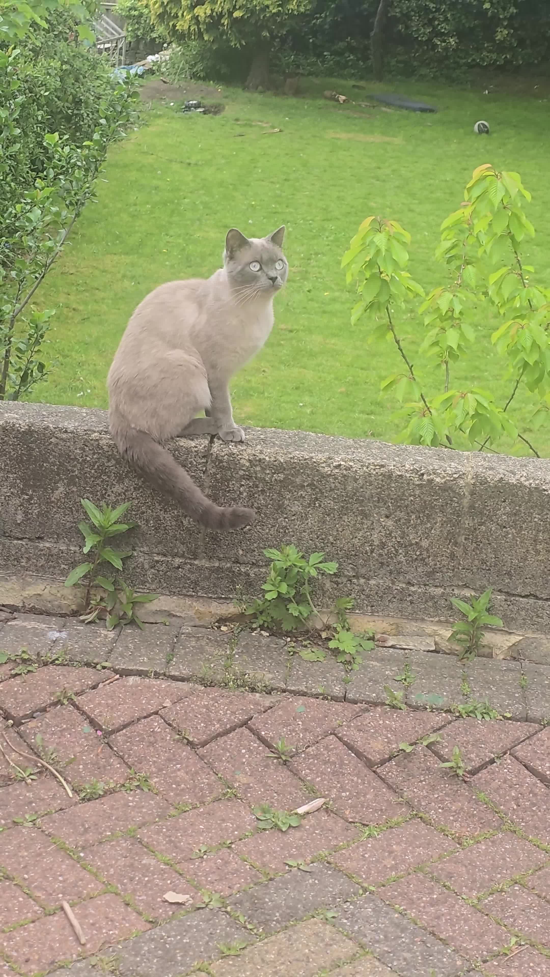 British Shorthair cats for sale: colourpoint British  Shorthair  - Video 1