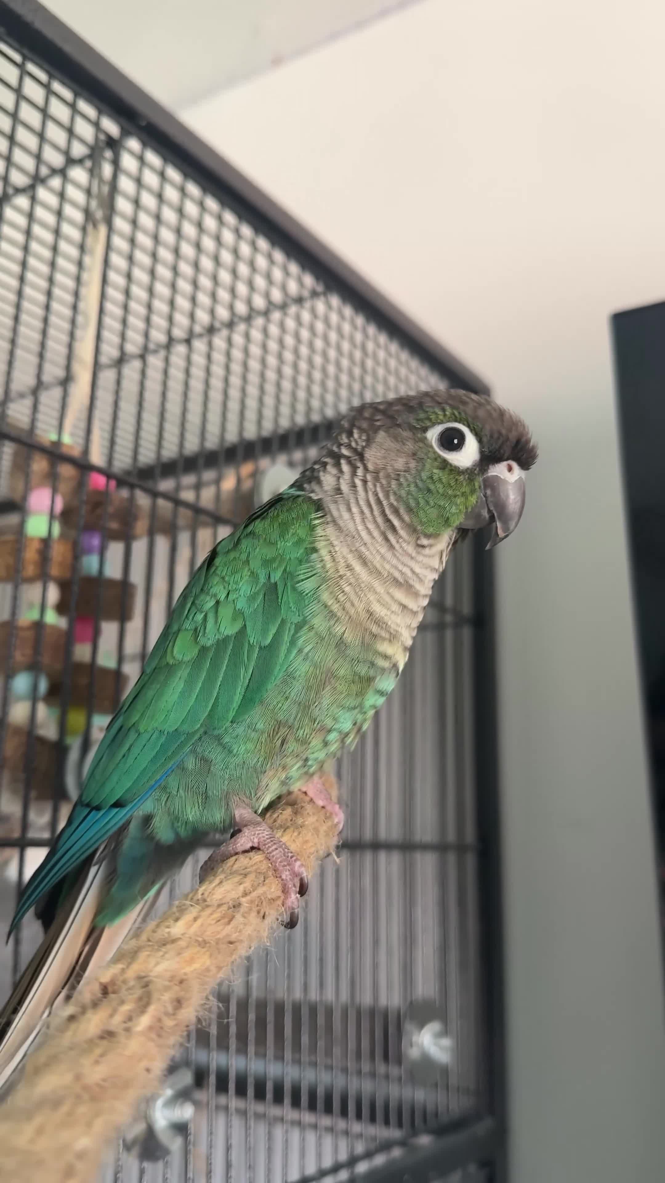 Conures birds for sale: Conure parrot looking for forever home🦜 - Video 2