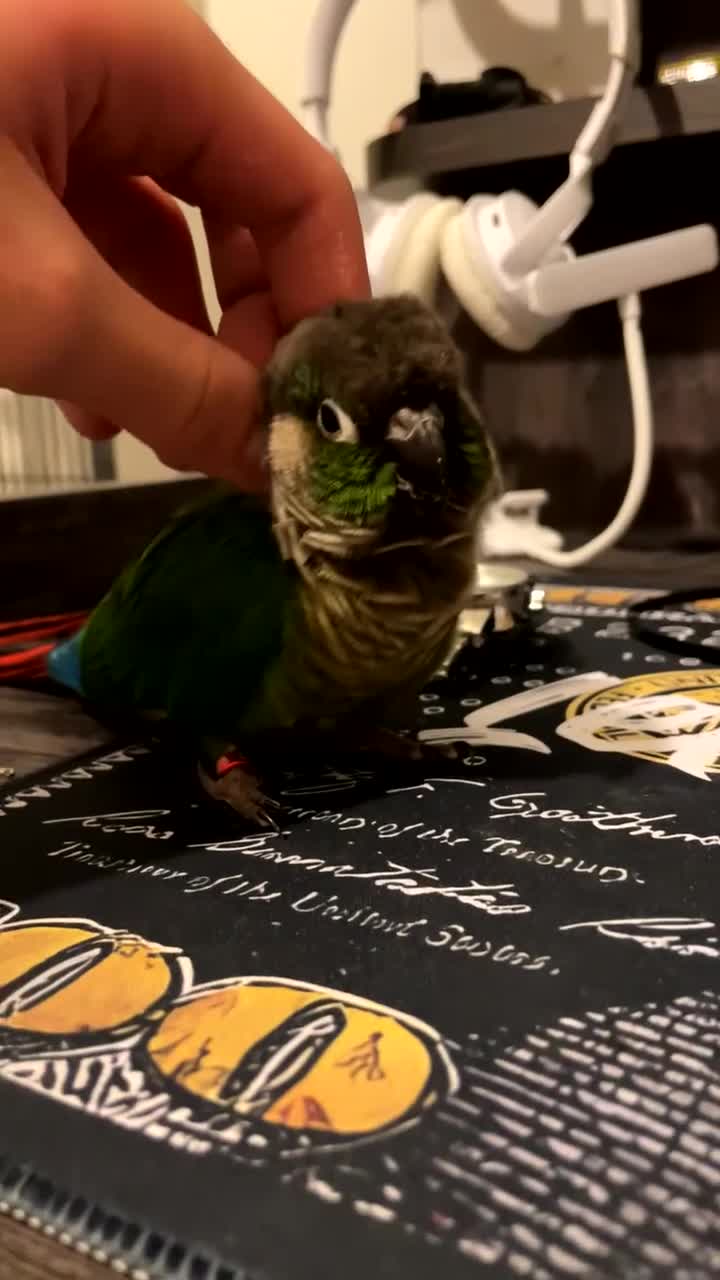 Conures birds for sale: Green cheek conure  - Video 1