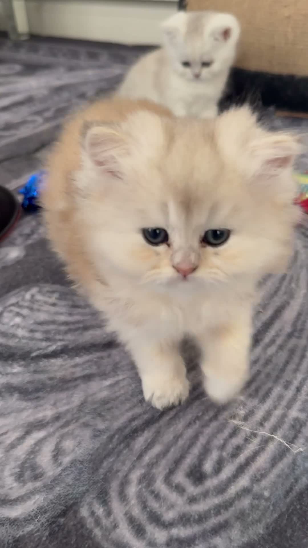 Scottish Fold cats for sale: stunning Scottish Fold and  Straight kittens - Video 1